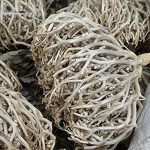 Maryam Flower (মরিয়ম ফুল)