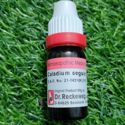 Caladium Seg 30